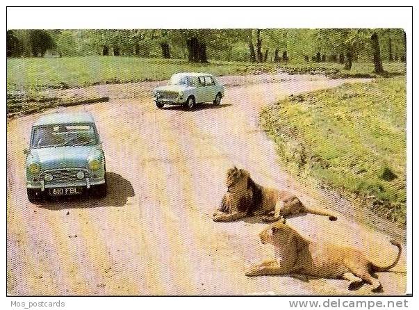 Wiltshire - The Lions Of Longleat     BH3088 - Other & Unclassified