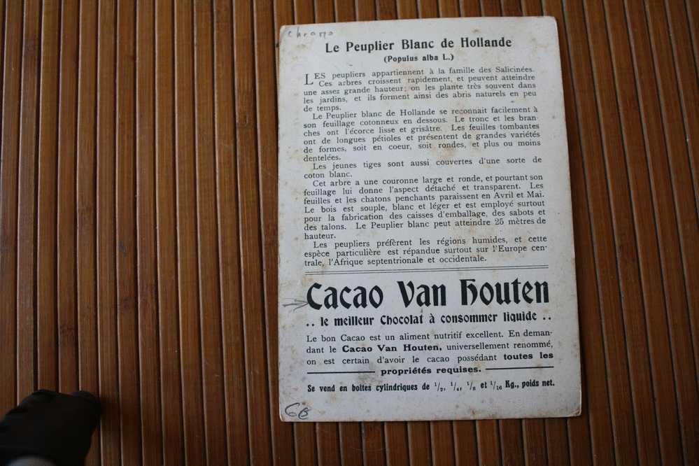 CHROMO & IMAGE PUBLICITAIRE CACAO CHOCOLAT VAN HOUTEN Solubilisé Poudre "peuplier Blanc De Hollande " Populus Alba - Van Houten