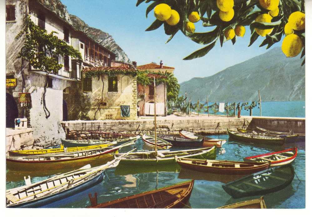 LIMONE - Cologno Monzese