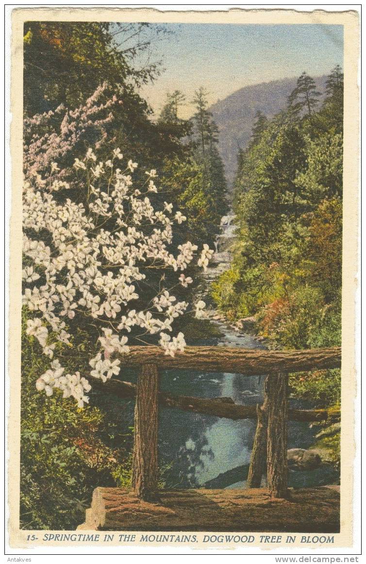 USA Postcard Springtime In The Mountains, Dogwood Tree In Bloom NC North Carolina (Switzerland) - Asheville