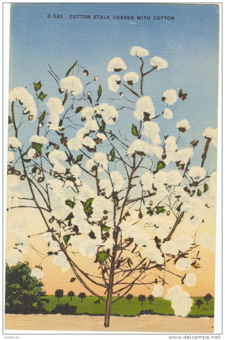 USA Postcard Cotton Stalk Loaded With Cotton NC North Carolina - Asheville