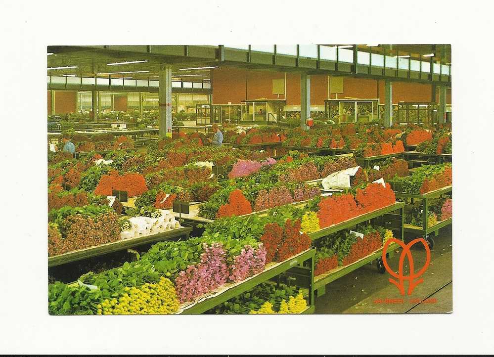 Cp, Pays-Bas, Aalsmer, Cutflower Section United Flower Markets - Aalsmeer