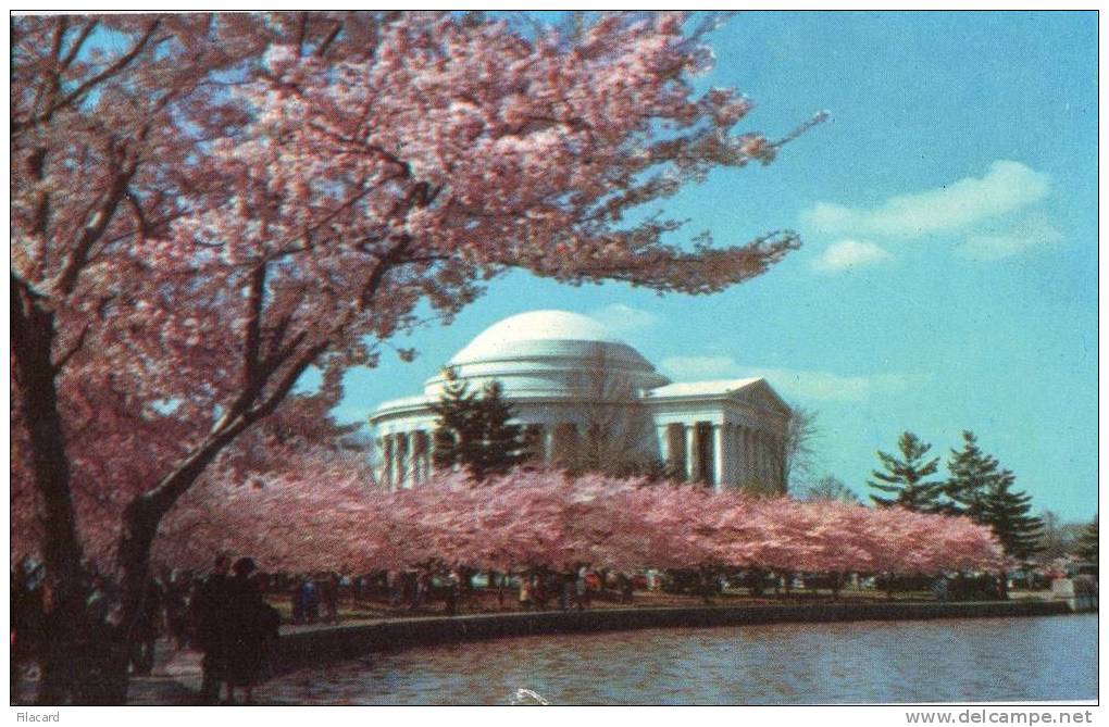 10196    Stati  Uniti    Jefferson Memorial  Early In  April  Annual  Cherry  Blossom  Fastival  NV - Autres & Non Classés