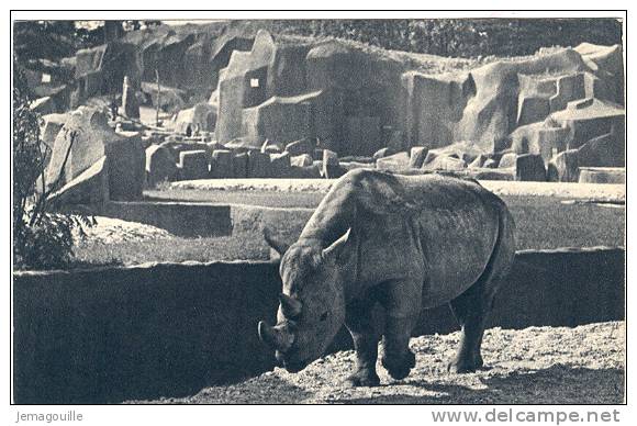 Parc Zoologique Du Bois De Vincennes - Le Rhinocéros D´Afrique - Paris - 145  - R-1 - Rhinocéros