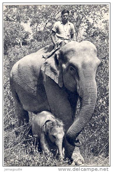 Comité National De L´Enfance Paris - Eléphante Des Indes Et Son Petit - 1 - R-1 * - Elefanten