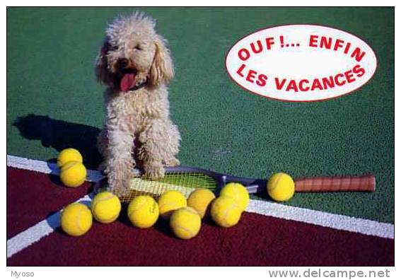 Raquette De Tennis, Balles , Chien, Caniche, Ouf !...enfin Les Vacances - Tennis