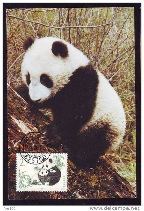 Bear Ours PANDA, MAXICARD MAXIMUM CARD 1995 OF CHINA. - Osos