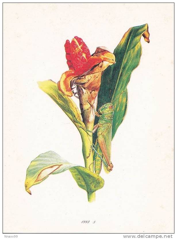Insect - Insecte - Chondracris Rosea & Hedychiem Coronarium, Art By LIN Songlin - Insectes
