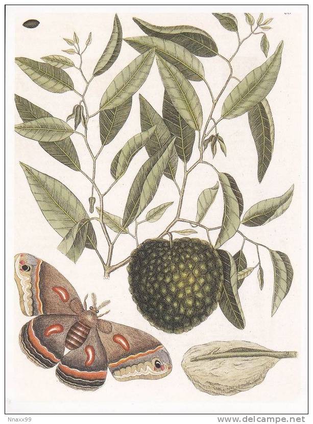 Butterfly - Lepidoptera - Phalaena Cecropia & Custard Apple (Annona Reticulata), Art By Mark Gatesby - Papillons