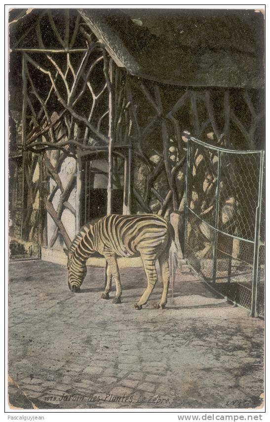 CPA LE ZEBRE DU JARDIN DES PLANTES - PARIS - Zebras