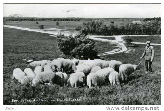 EPE (Gld.) - Herder Met Schaapskudde Op De Renderklippen (1968) - Epe