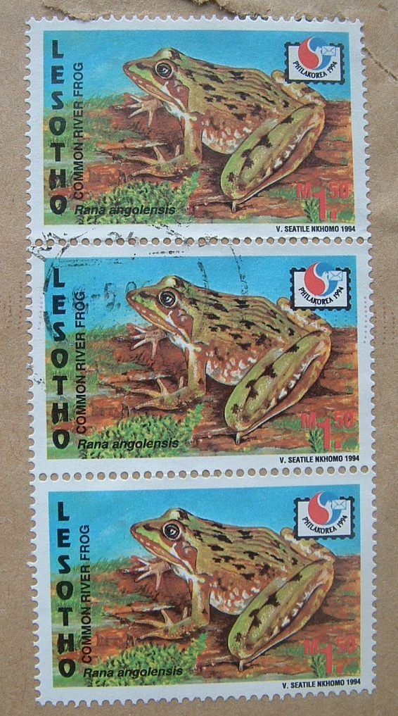 Lesotho 1996 Cover To England UK - Frogs - Lesotho (1966-...)
