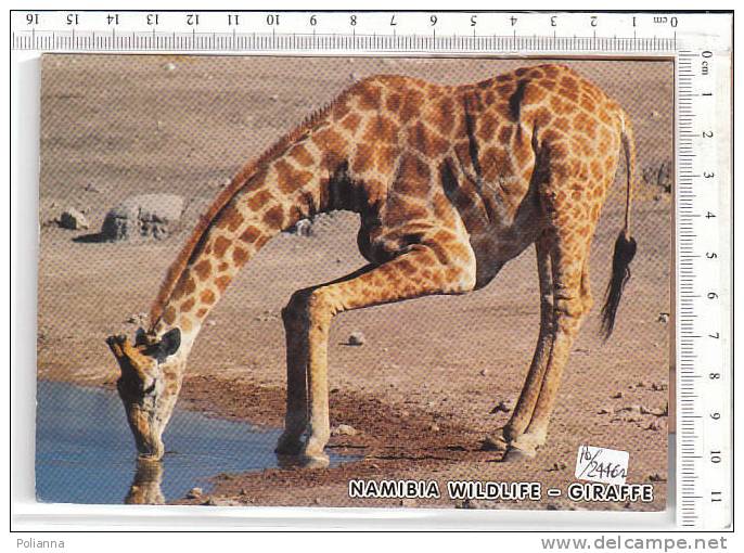 PO2446A# AFRICA - NAMIBIA - GIRAFFA  VG - Namibie