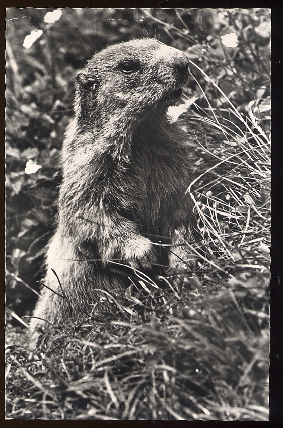 CPSM  Faune Animaux Marmotte - Other & Unclassified