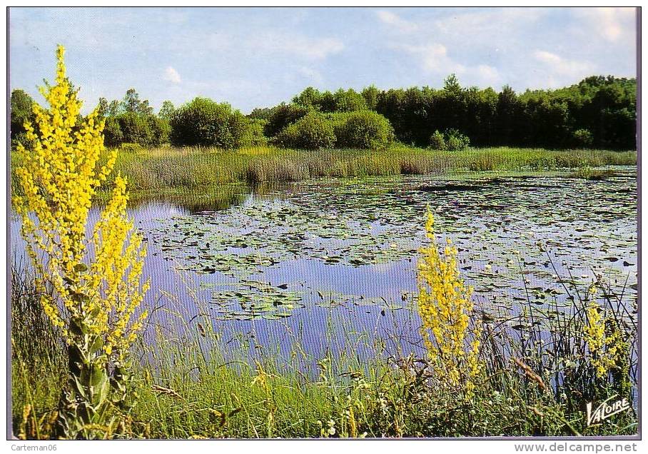 Région - En Sologne - L'étang Aux Nénuphars - Centre-Val De Loire