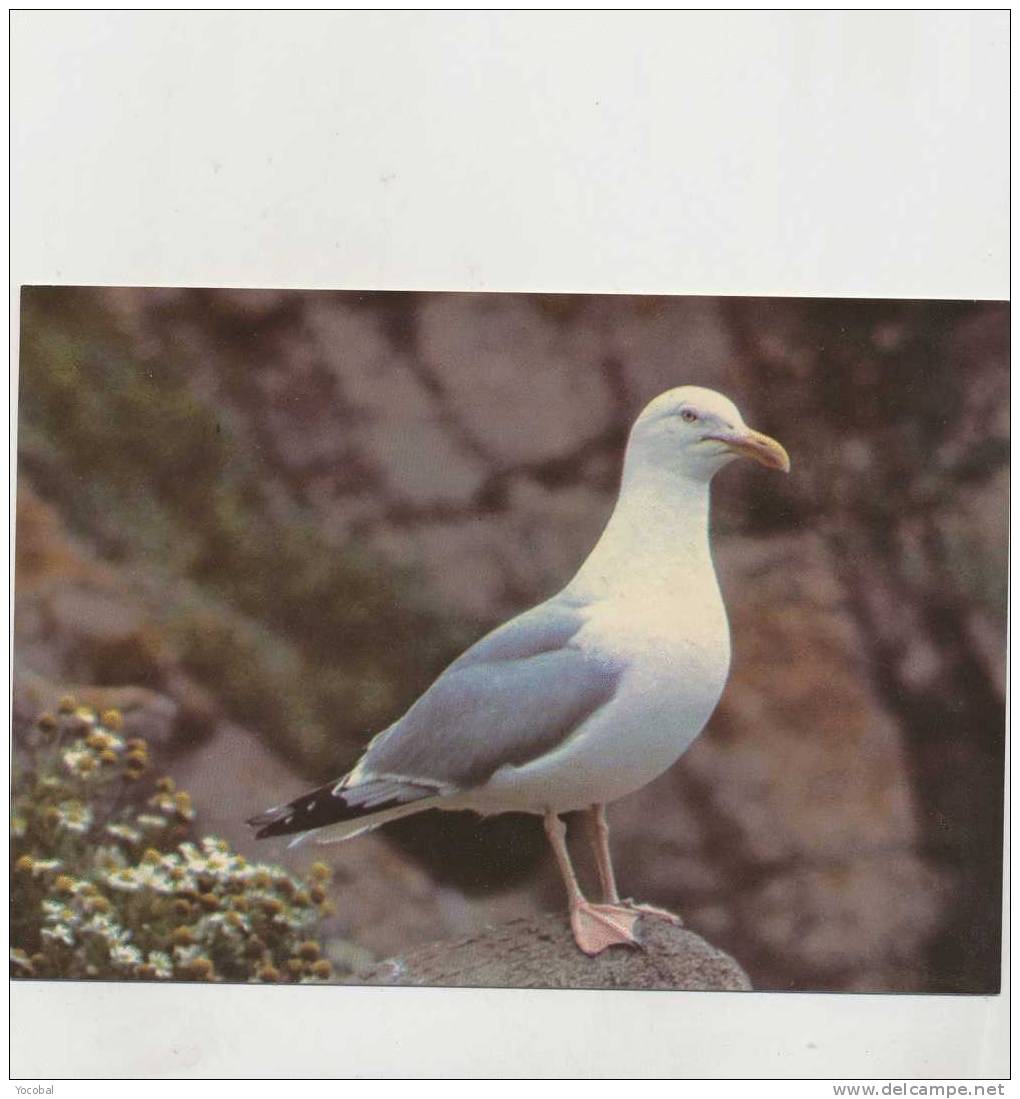 Cp , ANIMAUX , Oiseaux , Goéland Argenté - Pájaros