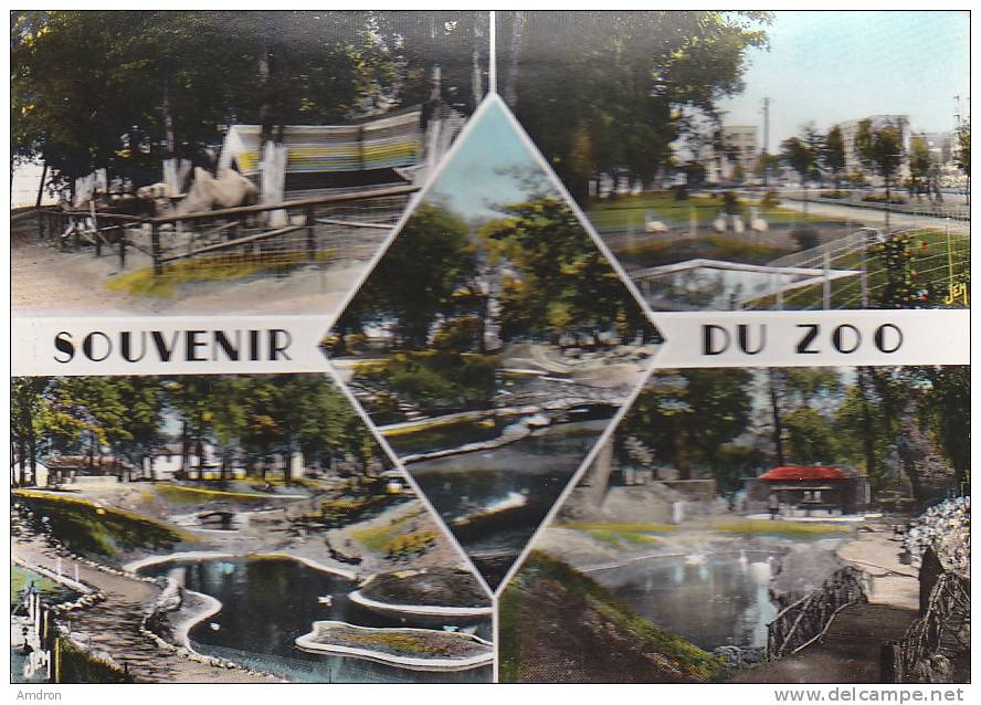 Maubeuge - Souvenir Du Zoo - Maubeuge