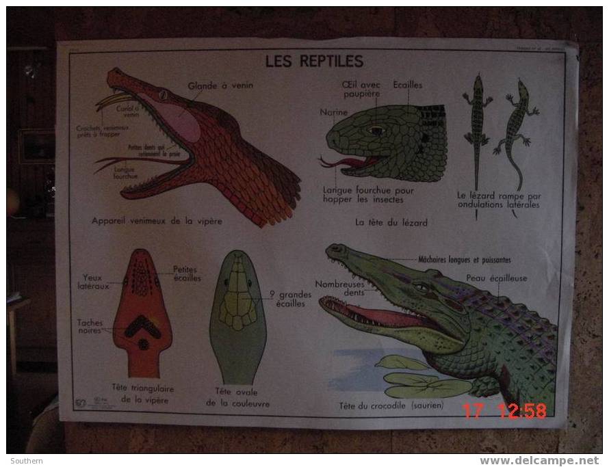 Tableau Scolaire Anscombre - La Poule - Les Reptiles - Lesekarten