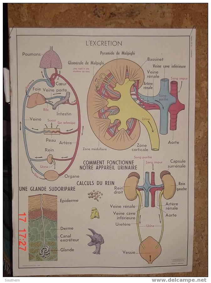 Tableau Scolaire Anscombre - L´excrétion - Hygiène Et Secourisme - Didactische Kaarten