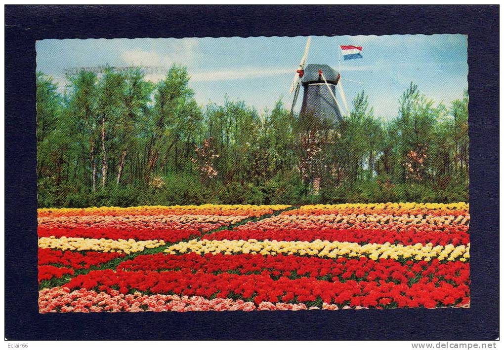 Holland In Bloementooi (Pays Bas) La Hollande En Parure De Fleurs, Moulin à Vent - Bloemendaal