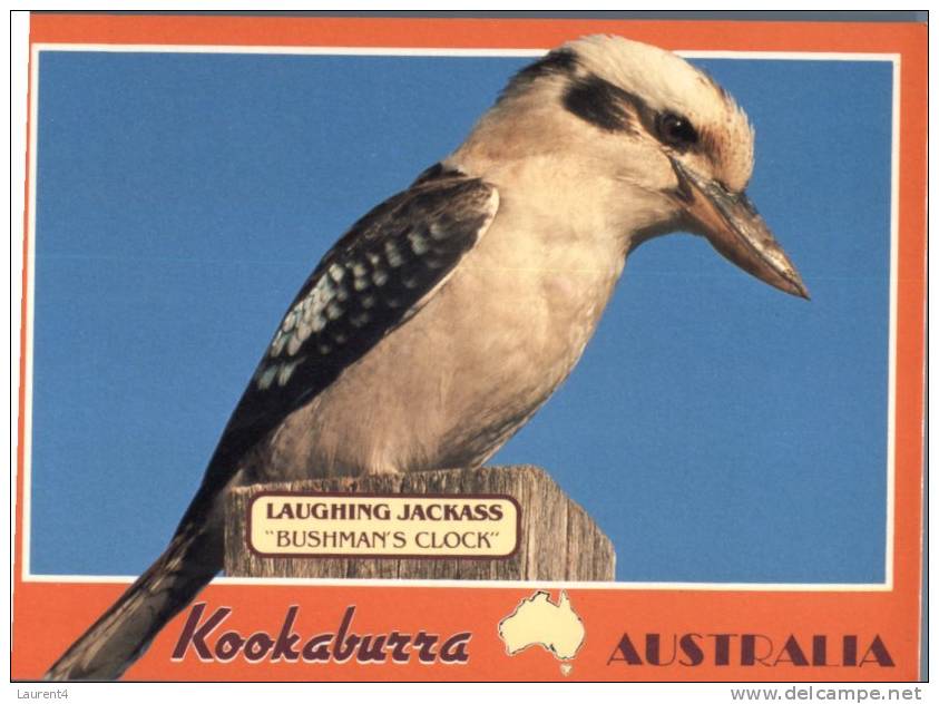 (456) Bird - Oiseau - Kookaburra - Oiseaux