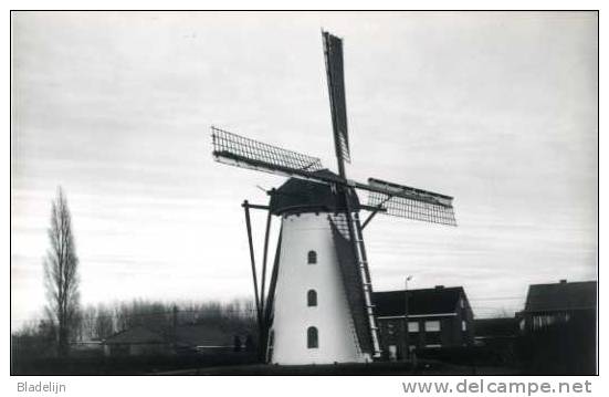 ERTVELDE Bij Evergem (O.Vl.) - Molen/moulin - Stenen Molen Opgetuigd Met Twee Volle Zeilen Bij Valavond (1986) - Evergem