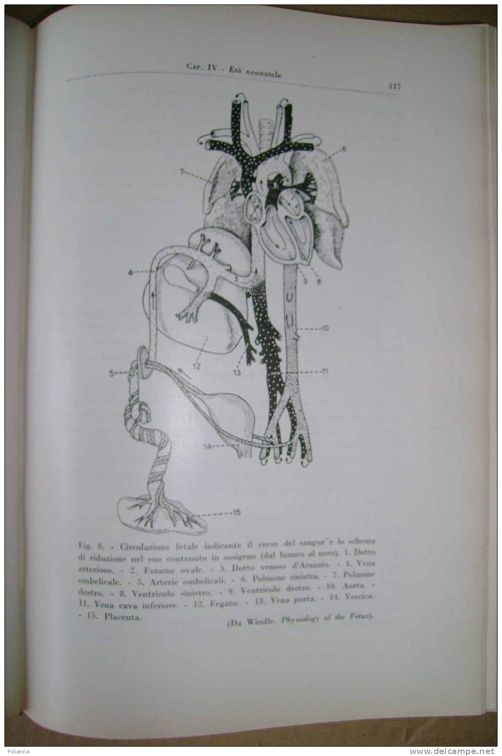 PDJ/11 Pachioli-Martoni-Orlandelli PUERICULTURA Patron 1953 - Medicina, Biología, Química