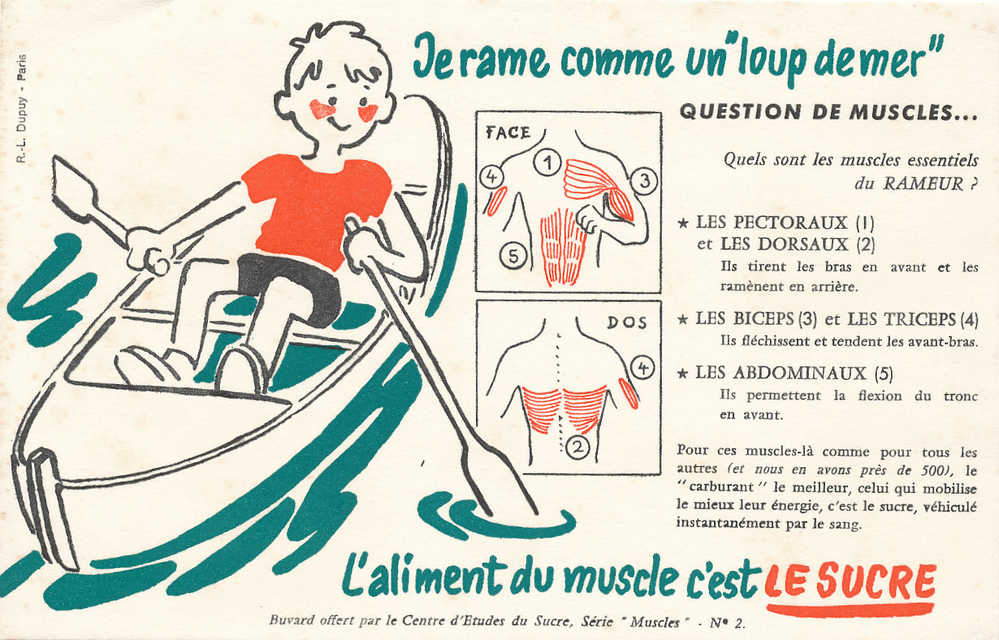 BU 348 / BUVARD    L'ALIMENT DU MUSCLE C'EST LESUCRE - Food