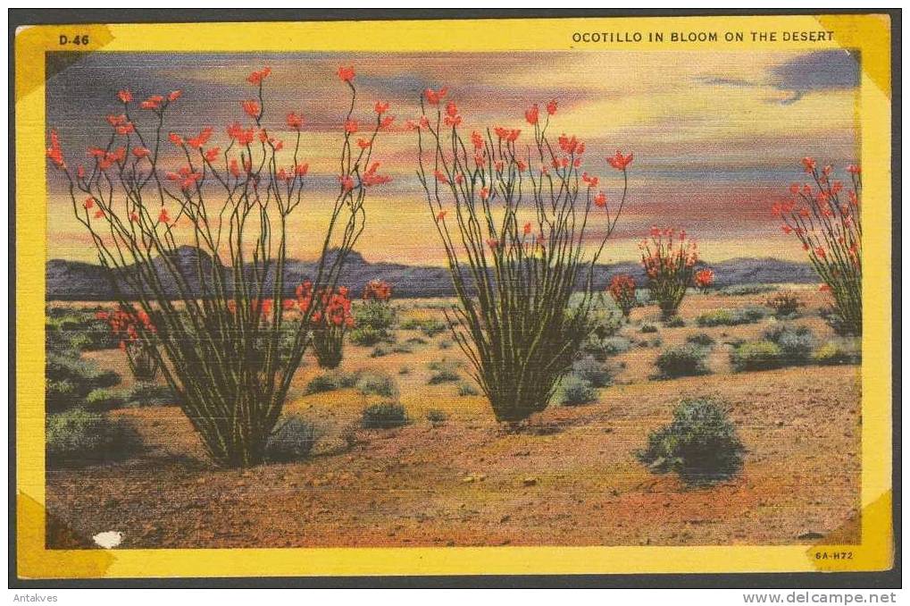 USA PC Ocotillo In Bloom On The Desert, Tuscon, Arizona See Scan With Scotch ! - Tucson