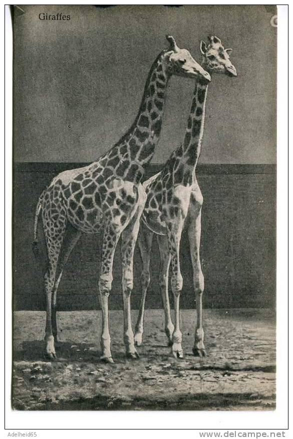 Ca 1910 Giraffes Giraffen - Giraffes