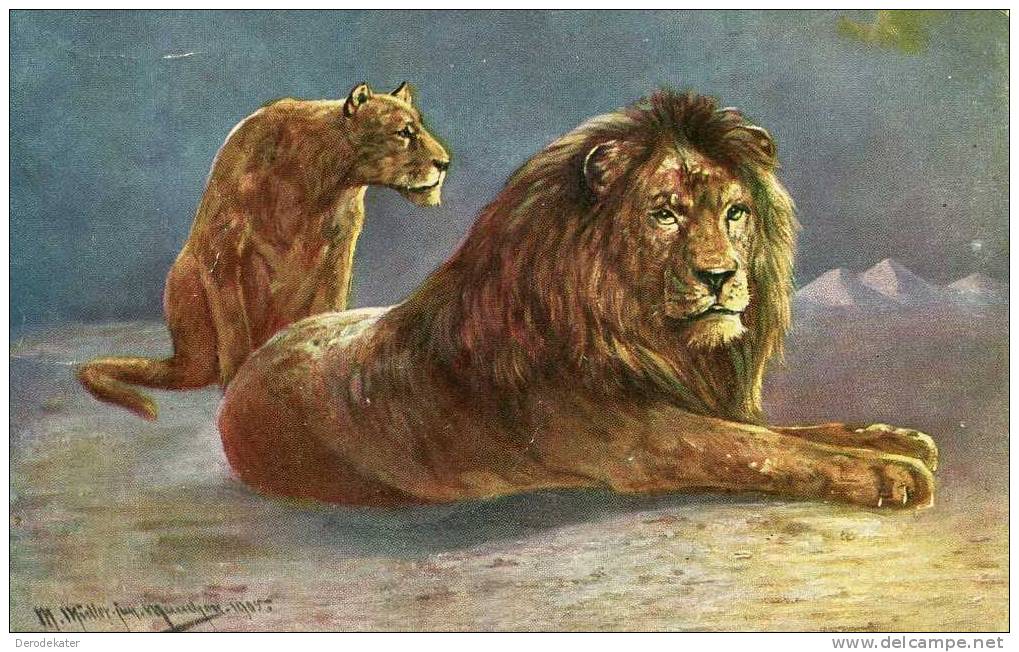 Lion. Wild Cats. WSBS 6962.Import. Nice Card Of Two Lions.Unused. - Leeuwen