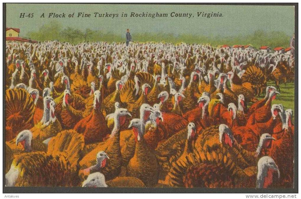 USA PC A Flock Of Fine Turkeys In Rockingham County, Virginia - Other & Unclassified