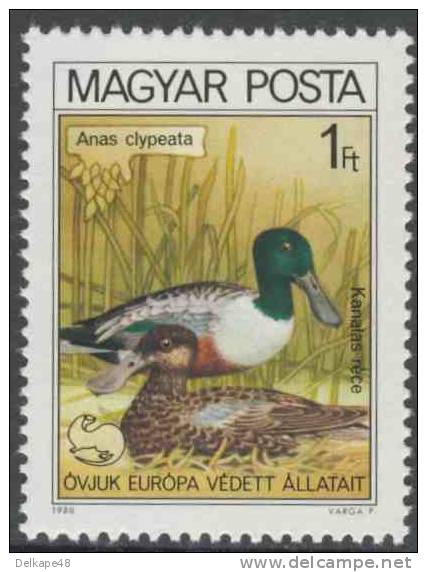 Hungary Ungarn 1980 Mi 3453 A ** Anas Clypeata: Northern Shoveler / Löffelente / Canard Souchet/ Slobeend - Ducks