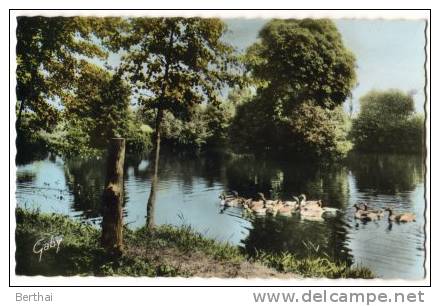 53 PRE EN PAIL - Etang Du Bois Gaude - Pre En Pail