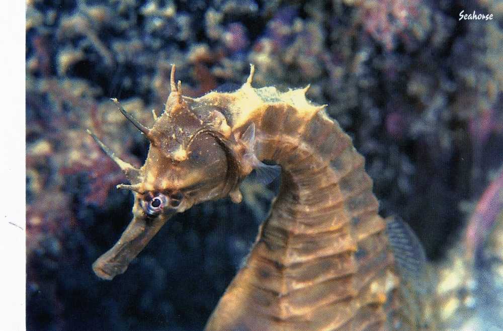 Australia Pot Belly Seahorse Hippocampus Abdominalis Unused - Fish & Shellfish