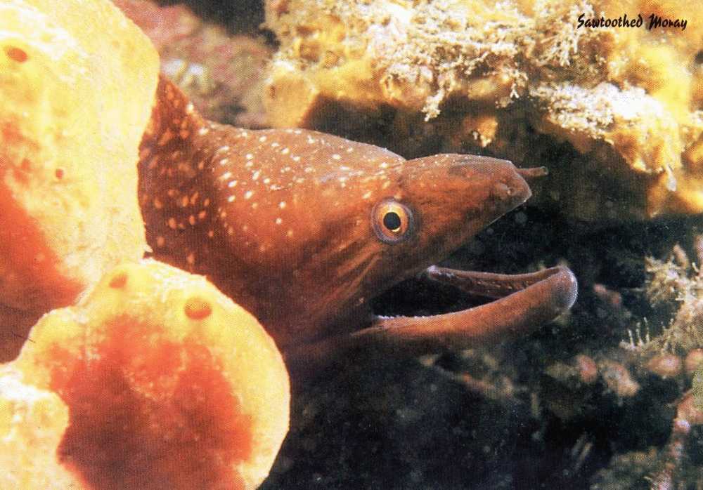 Australia The Sawtoothed Moray Gymnothorax Prionodon Unused - Fish & Shellfish