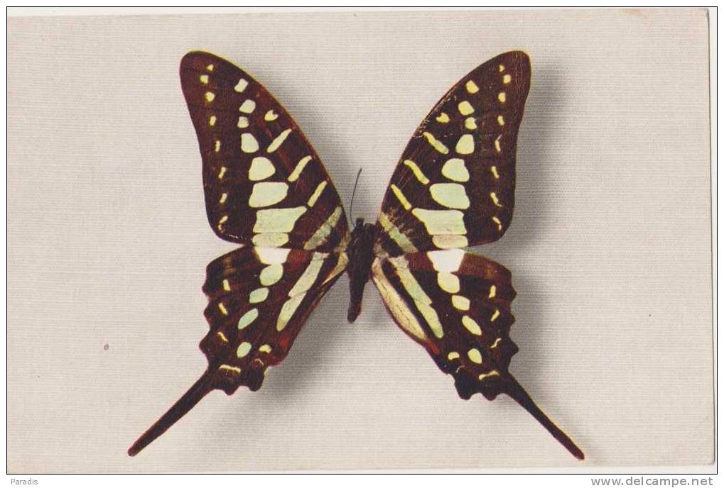 CPSM   Papillon ( Comité National De L´enfance ) N° 2 Papilio Antheus ( Afrique) Couleurs :jaune - Papillons