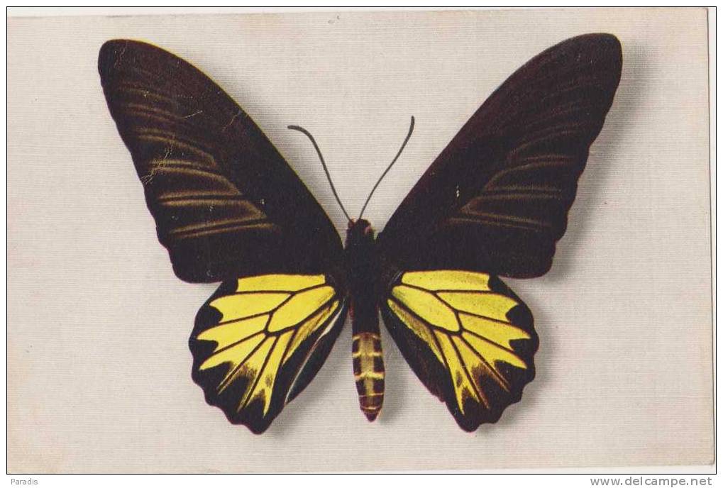 CPSM   Papillon ( Comité National De L´enfance ) N°1 Papilio Aecus Kaguya ( Formose) Couleurs :jaune - Papillons