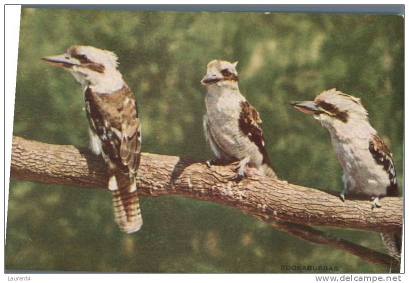 (445) - Bird - Oisau - Kookaburra - Oiseaux