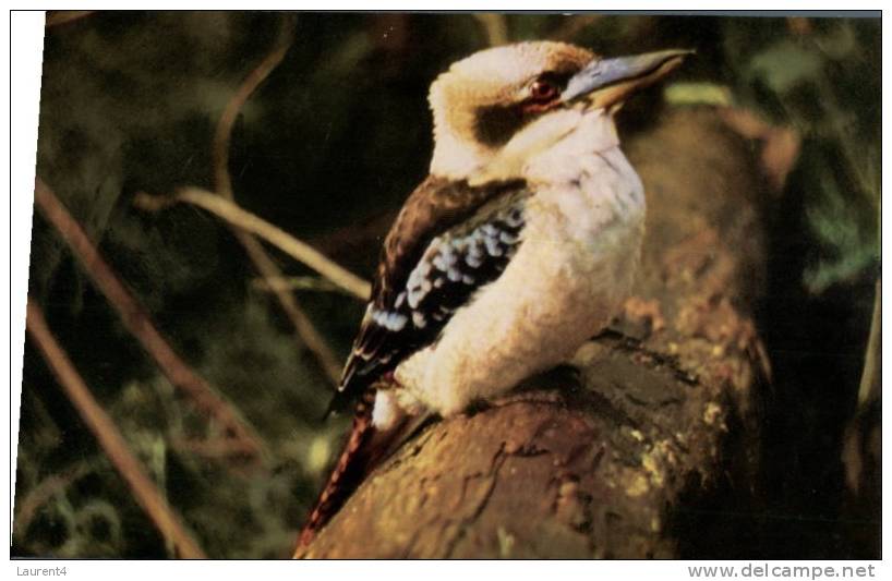 (445) - Bird - Oiseau - Laughing Kookaburra - Oiseaux