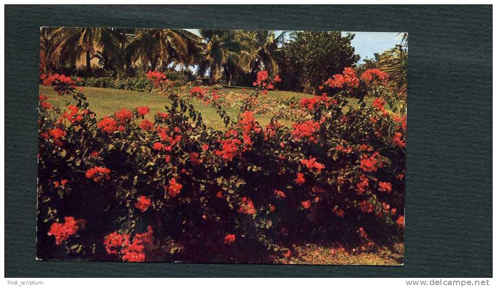 Amérique - Bahamas - Nassau  In The Bahamas - Beautifull Flowers - Bahamas