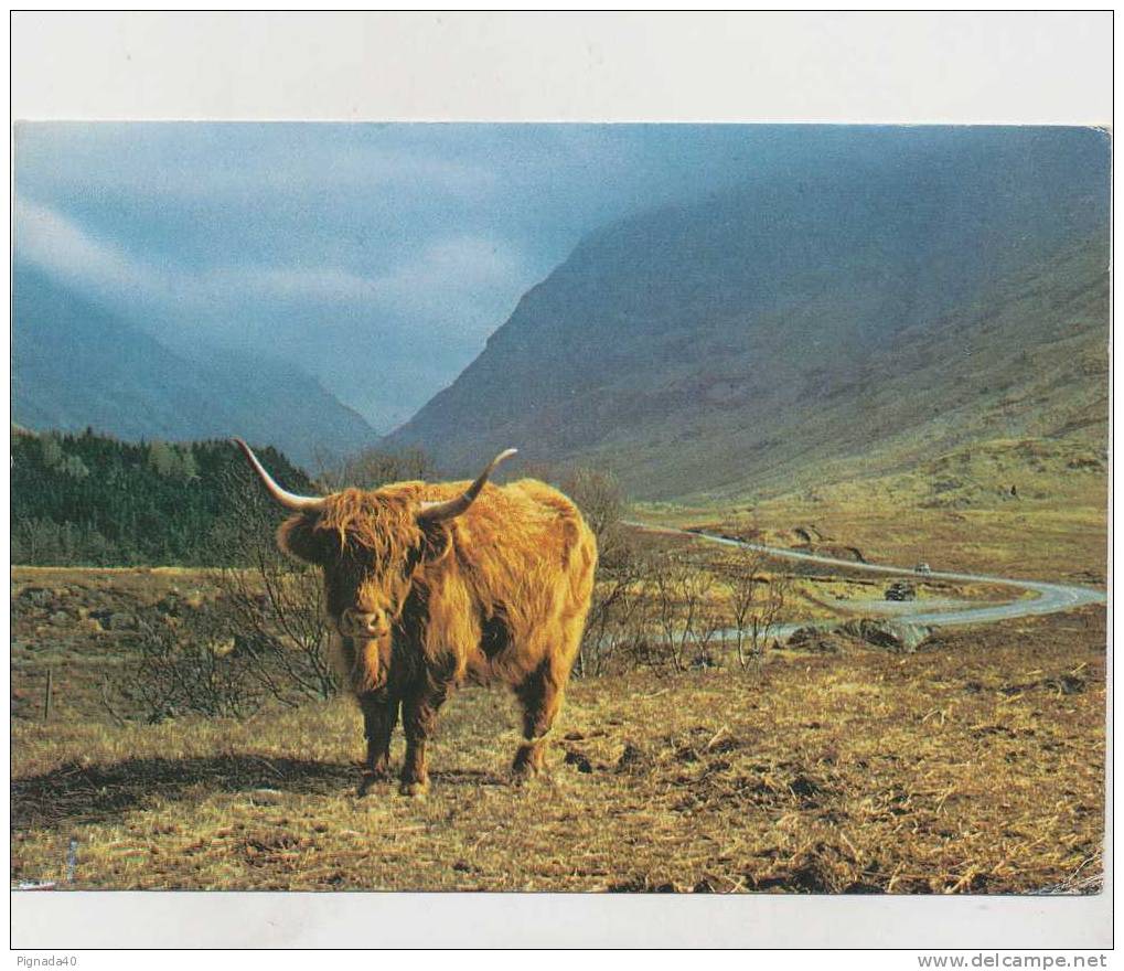 Cp , ANIMAUX , Vaches Des Hautes Terres , Ecosse - Koeien