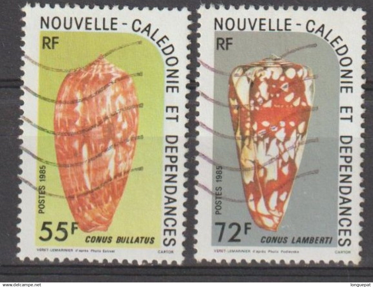 NOUVELLE-CALEDONIE  :  Coquillage : Conus Bullatus - Coneshells