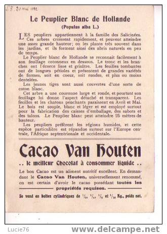 CACAO VAN HOUTEN -  Le Peuplier  Blanc De HOLLANDE - Populus Alba L. - Van Houten