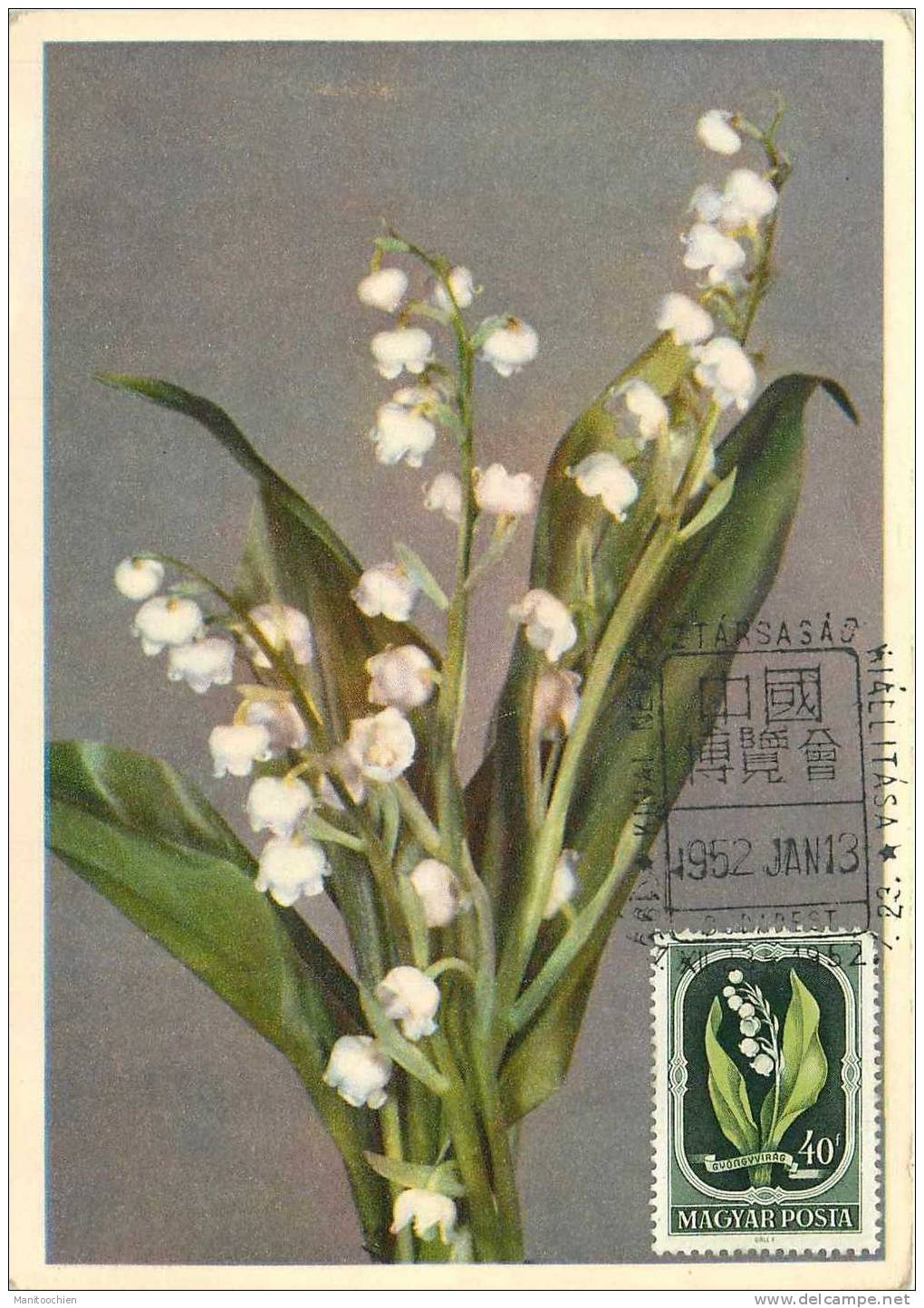 HONGRIE   CARTE MAXIMUM FLEURS  BUDAPEST 1952 - Maximum Cards & Covers