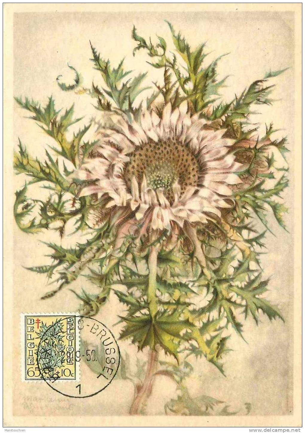 BELGIQUE   CARTE MAXIMUM FLEURS 1950 - 1934-1951