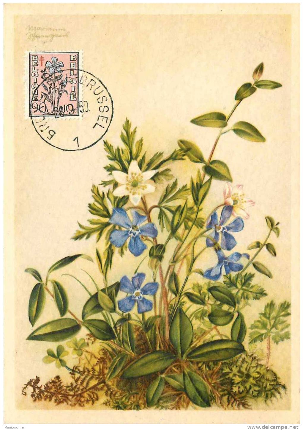 BELGIQUE   CARTE MAXIMUM FLEURS 1950 - 1934-1951