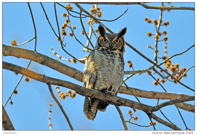 Owl Bird   ,   Postal Stationery -Articles Postaux -Postsache F (Y03-62) - Owls