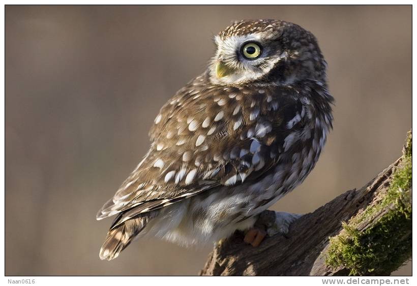 Owl Bird   ,   Postal Stationery -Articles Postaux -Postsache F (Y03-72) - Owls