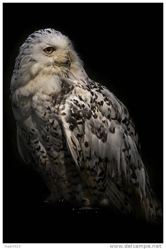 Owl Bird   ,   Postal Stationery -Articles Postaux -Postsache F (Y03-75) - Owls